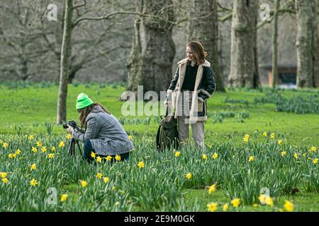WESTMINSTER LONDON, UK 5 February 2021. People admire and  takes photos of the yellow daffodil flowers (Narcissus) that have started to bloom in Saint James Park London  as the first signs of spring begin to show. Credit: amer ghazzal/Alamy Live News
