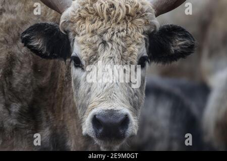 Berlin, Germany. 27th Jan, 2021. A Hungarian steppe cattle (Bos taurus) looks into the photographer's camera. With an area of 160 hectares, the zoo is the largest landscape animal park in Europe. It has almost 8,000 animals. Credit: Kira Hofmann/dpa-Zentralbild/ZB/dpa/Alamy Live News Stock Photo