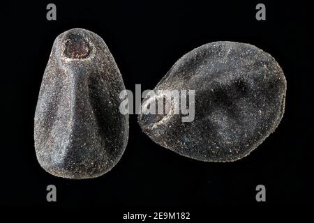 Ipomoea purpurea, Common morning-glory, Purpur-Prunkwinde, close up, seeds, 4-5 mm long Stock Photo