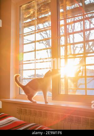 cat on window sill at beautiful sunset. Stock Photo