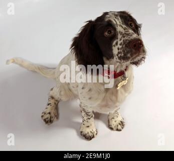 Sprocker puppy Stock Photo