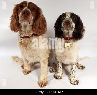 Sprocker puppy Stock Photo