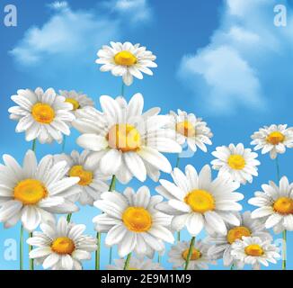 White daisy chamomile flowers on blue sunny summer sky background vector illustration Stock Vector