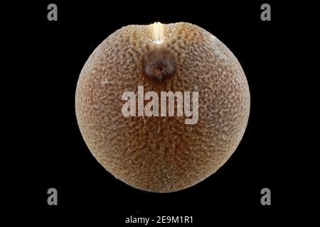Lathyrus odoratus, Sweet pea, Duftende Platterbse, close up, seed, 4-5 mm in diameter Stock Photo