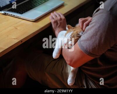 Cute cat lying on the man's hand Stock Photo