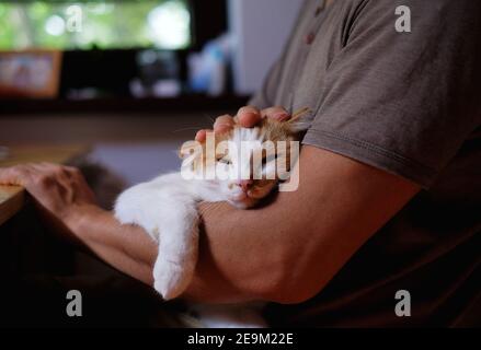 Cute cat lying on the man's hand Stock Photo