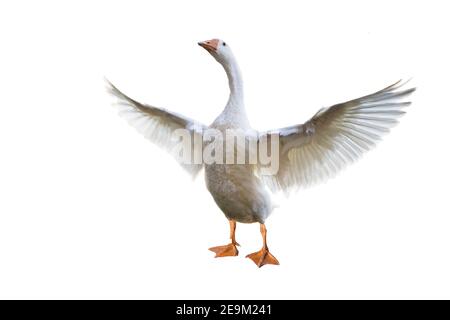 isolated white goose standing with wings spread. Stock Photo