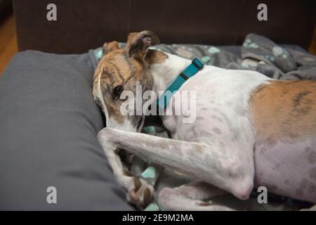 White and brindle pet adopted greyhound adorably curls up in her dog bed. Paw and front leg raised near her face and deep brown eye. Stock Photo