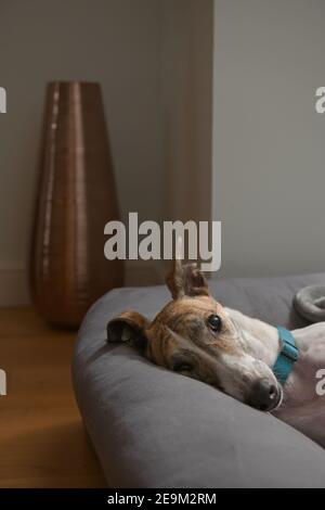 Big brown eye glistens as this rescue dog, a pet greyhound, looks directly into the camera whilst lying on her side. Copy space and modern background. Stock Photo