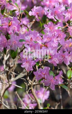 Pinkish flowers of Dwarf Semi-Evergreen Rhododendron Praecox also known as Rhododendron × praecox in early spring Stock Photo