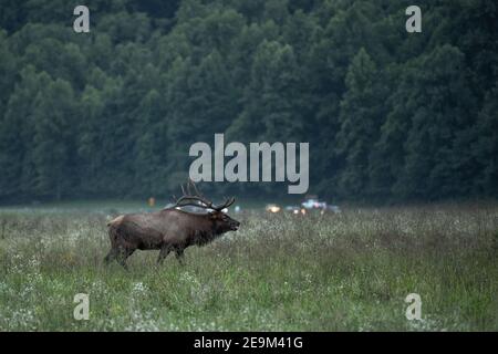Single Bull Elk During Rut in Oconaluftee valley of Great Smoky Mountains National Park Stock Photo