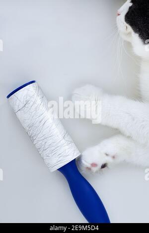 Roller for cleaning clothes in the cat's fur near the cat on a white background. Stock Photo