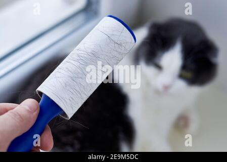 Roller for cleaning clothes in the cat's fur, the cat in the background. Stock Photo