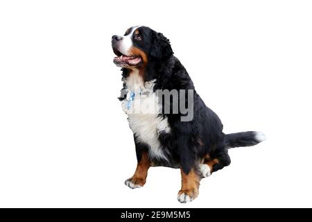 Bernese Mountain Dog against white background Stock Photo - Alamy