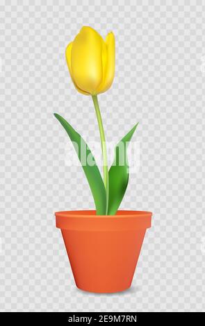 Realistic 3d tulip in flower pot. design element. Vector Illustration Stock Vector