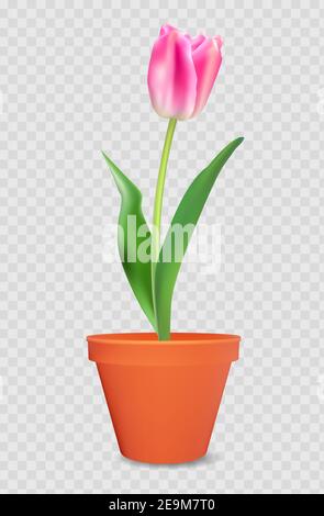 Realistic 3d tulip in flower pot. design element. Vector Illustration Stock Vector
