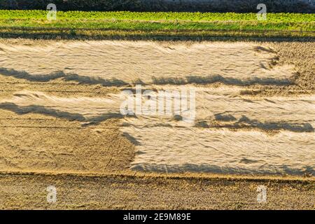 Losses in agriculture, aerial view of destroyed field of grain Stock Photo