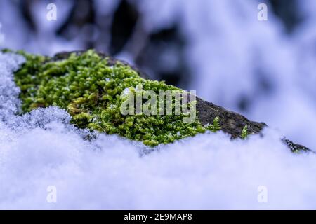 Green Moss on Black Stone in White Snow Stock Photo