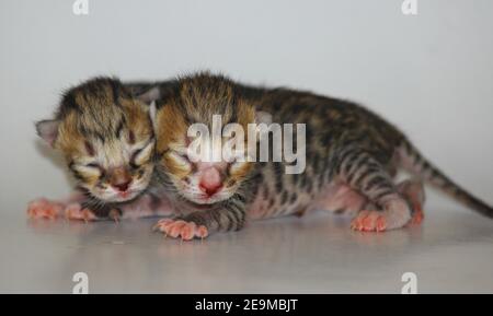 Two cat  newborn,  isolated on white Stock Photo