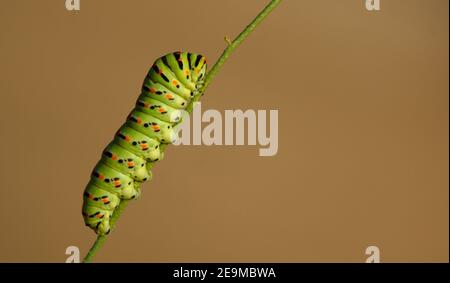 Larva of Papilio machaon onbranch, natural background with soft bokeh.Papilio machaon, the Old World swallowtail. Stock Photo