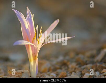 Close-up of wildflowers Colchicaceae, Colchicaceae plant family Stock Photo