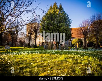 A mass of snowdrops carpet the grass outside the church of St Mary the Virgin at Kintbury, Berkshire. Stock Photo