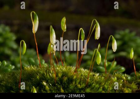 Close-up of the green cylindrical, drooping capsules of moss, probably Capillary Thread-moss Stock Photo