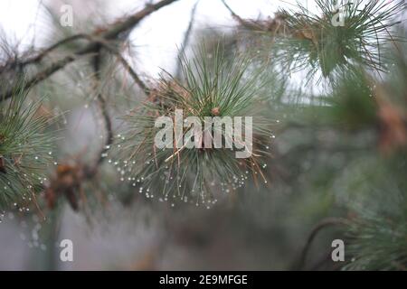 Pine tree with green needles in rain drops. Stock Photo
