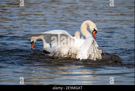 Male Swans fighting for territory at the start of the mating season Stock Photo