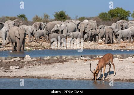 Black-faced impala (Aepyceros melampus petersi) drinking, Etosha national park, Namibia Stock Photo