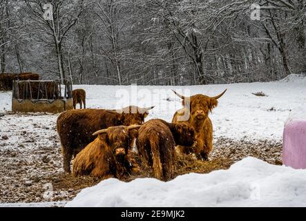 Highland cattle in a winter landscape covered with snow. Picture from Scania county, Sweden Stock Photo