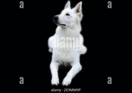 White swiss shepherd dog (Berger blanc suisse) against black background Stock Photo