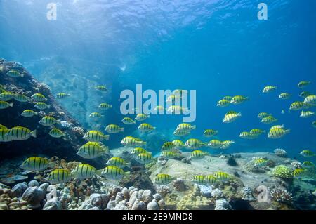 School of yellow Convict Tangs fish (Acanthurus triostegus). Seychelles Stock Photo