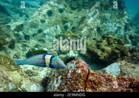 Underwater sea life, tropical fish. Pastel Ring Wrasse (Hologymnosus doliatus) Stock Photo