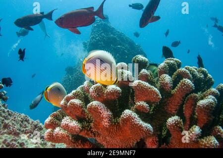 Tropical fish Indian Redfin Butterflyfish (Chaetodon trifasciatus) on a stony coral Stock Photo
