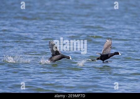 Aggressive territorial Eurasian coot / common coots (Fulica atra) male chasing intruder in pond in spring Stock Photo