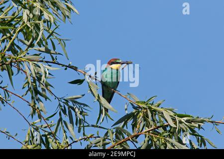 European bee-eater (Merops apiaster) perched in tree with caught dragonfly prey in beak Stock Photo