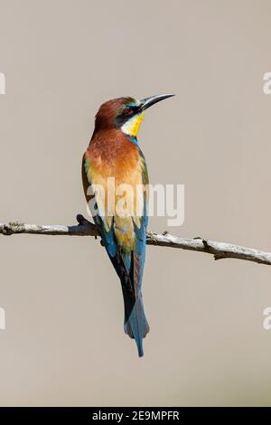 European bee-eater (Merops apiaster) perched in tree Stock Photo