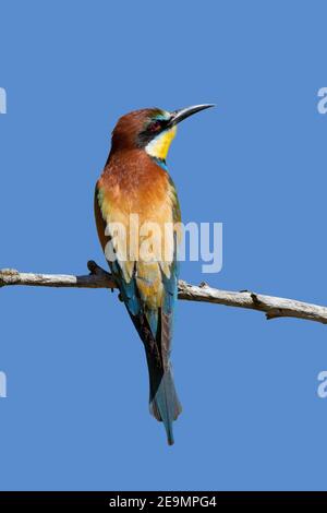 European bee-eater (Merops apiaster) perched in tree Stock Photo