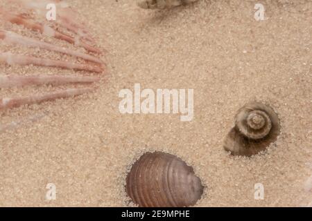 Close-up of colored seashells on the sandy beach Stock Photo