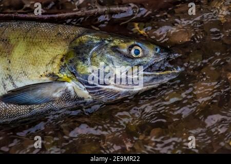 Chum Salmon, Oncorhynchus keta, in spawning stream off the Skokomish River and Hood Canal on the Olympic Peninsula, Washington State, USA Stock Photo