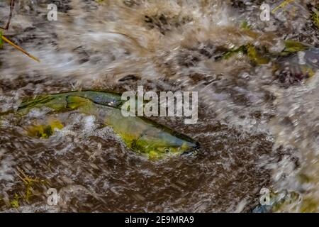 Chum Salmon, Oncorhynchus keta, in spawning stream off the Skokomish River and Hood Canal on the Olympic Peninsula, Washington State, USA Stock Photo