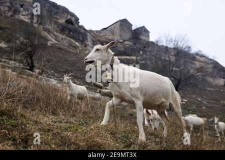 goats graze on a mountainside with a ruined medieval cave city in the background Stock Photo