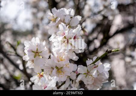 Spring blossoms. Almond tree blooming background. White pink buds and flowers on the tree branch, closeup view Stock Photo