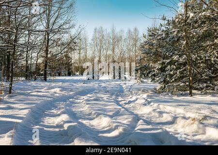 Snow-capped country road in full sun. Pine trees white with snow. Light and shadow. Tractor tracks. The landscape of the Polish winter countryside. Pe Stock Photo