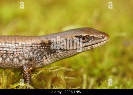 Close up of a subadult Southern Alligator Lizard, Elgaria multicarinata Stock Photo