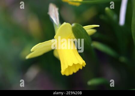 Yellow daffodil / narcissus flowers in a closeup photo with green leaves in the background. Daffodils are perfect flowers for Easter / spring. Stock Photo