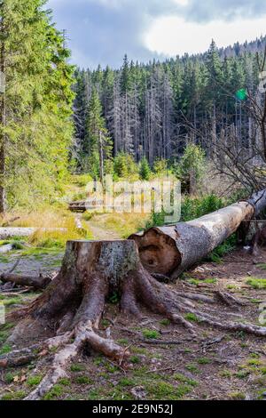 Felled tree trunk and tree stump on a mountain glade in coniferous forest in Tatra Mountains, Poland. Stock Photo