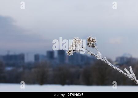 Dried plants in a winter park. The plants are covered with beautiful snow patterns. Close-up shot. Against the background of the sky. Stock Photo