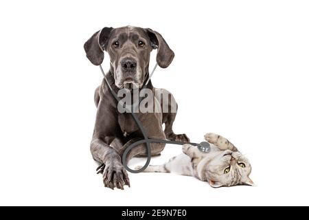 Great Dane dog using a stethoscope on a cat isolated on white background. big dog on reception at veterinary doctor in vet clinic. Pet health care and Stock Photo